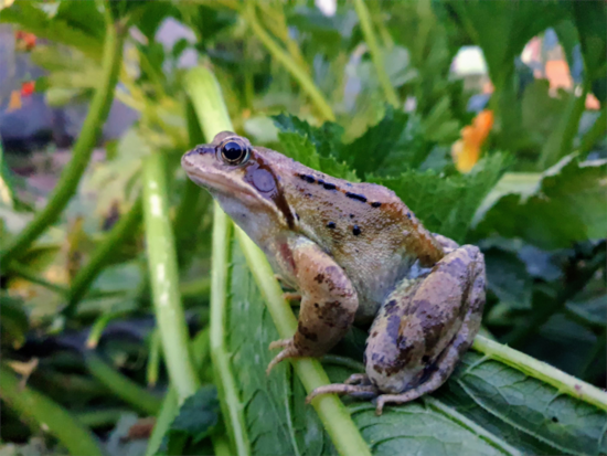Frosch