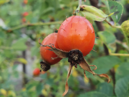 Hagebutte