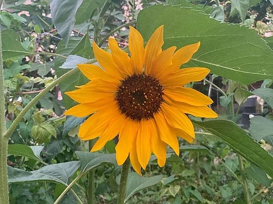 Bild einer Sonnenblume