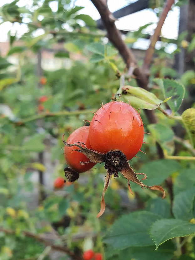 Hagenbutten im Garten