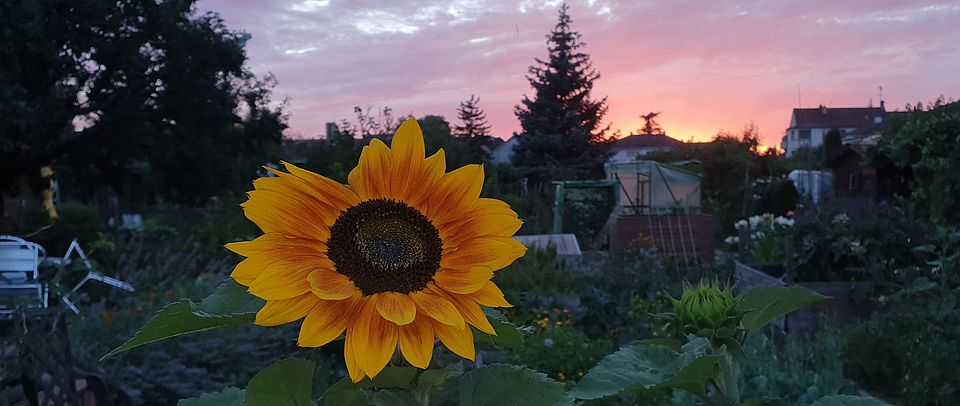 Sonnenblume und Abendrote