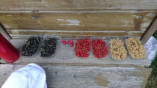 Frisch geerntete schwarze, rote und weisse Johannisbeeren
