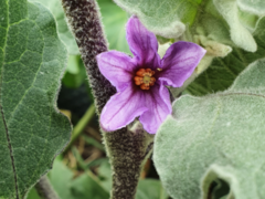 Aubergine Blüte