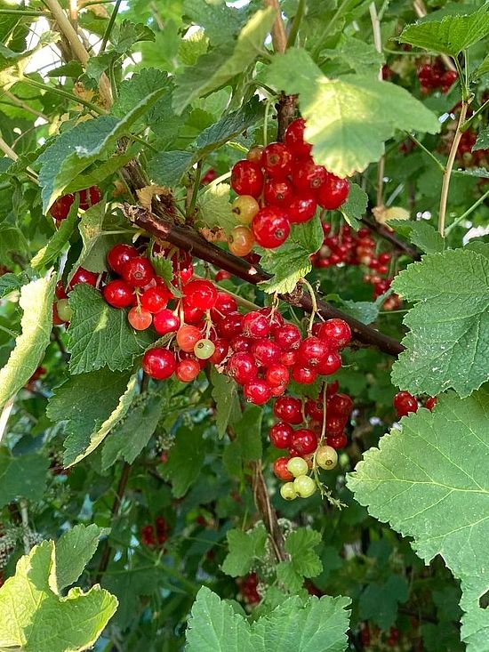Bild mit roten Johannisbeeren