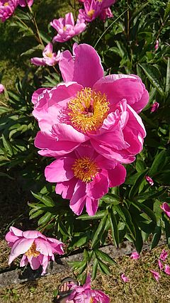 Rosarote Blüten