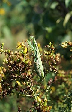 Eine Heuschrecke sitzt auf einer Blüte