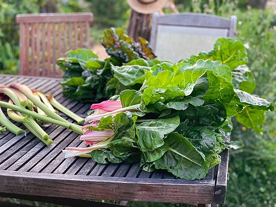 Ernte im Garten Eins, Fotocredits: Michael Waser