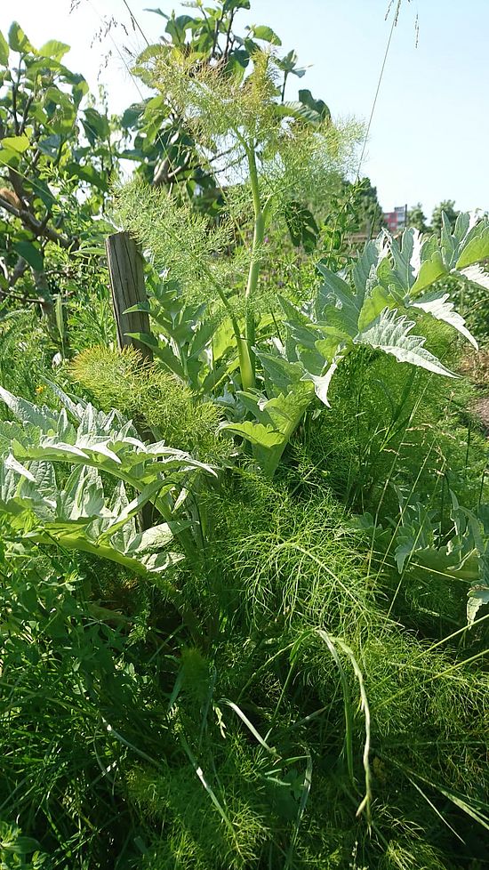 Grosse Artischockenblätter mit blühendem Fenchel oder etwas ähnlichem