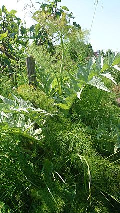 Grosse Artischockenblätter mit blühendem Fenchel oder etwas ähnlichem